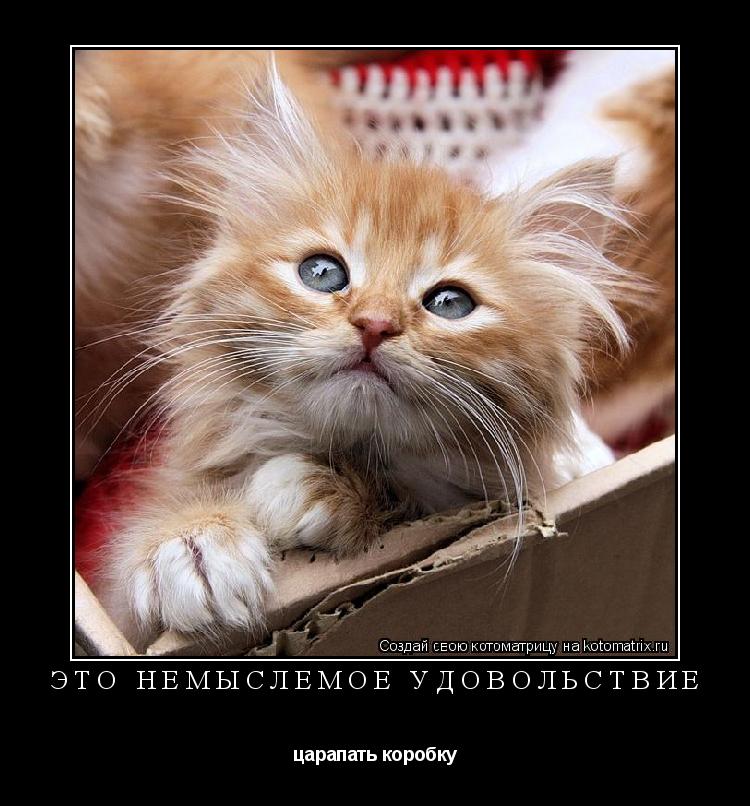 ЭТО НЕМЫСЛЕМОЕ УДОВОЛЬСТВИЕ царапать коробку... Котоматрица: ЭТО НЕМЫСЛЕМОЕ УДОВОЛЬСТВИЕ царапать коробку