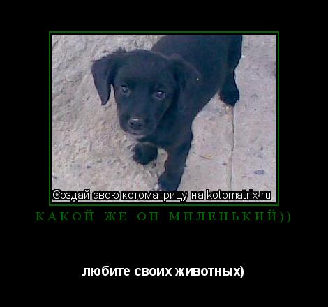 Котоматрица: какой же он миленький)) любите своих животных)