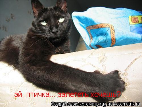 Котоматрица: эй, птичка... залететь хочешь?