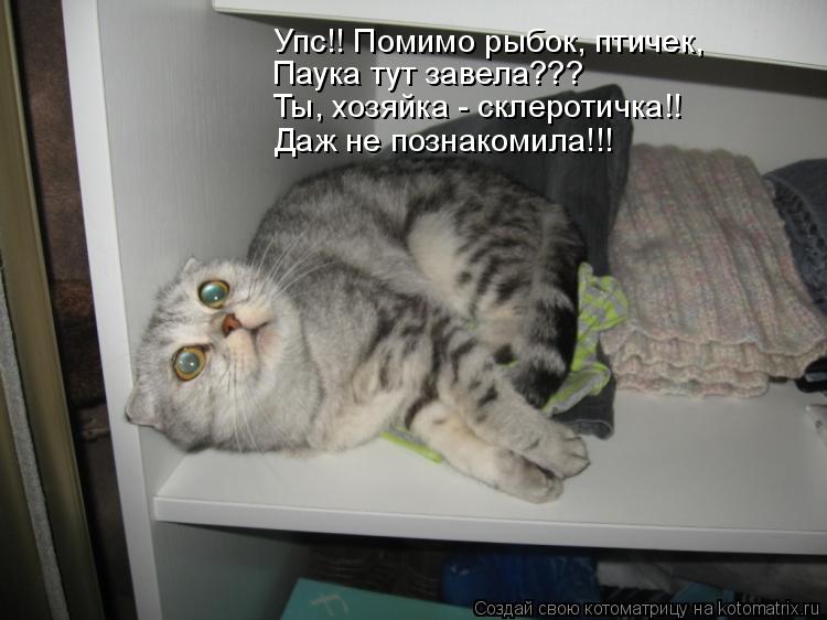 Упс!! Помимо рыбок, птичек, Паука тут завела??? Ты, хозяйка - склеротичка!! Даж не познакомила!!!... Котоматрица: Упс!! Помимо рыбок, птичек, Паука тут завела??? Ты, хозяйка - склеротичка!! Даж не познакомила!!!