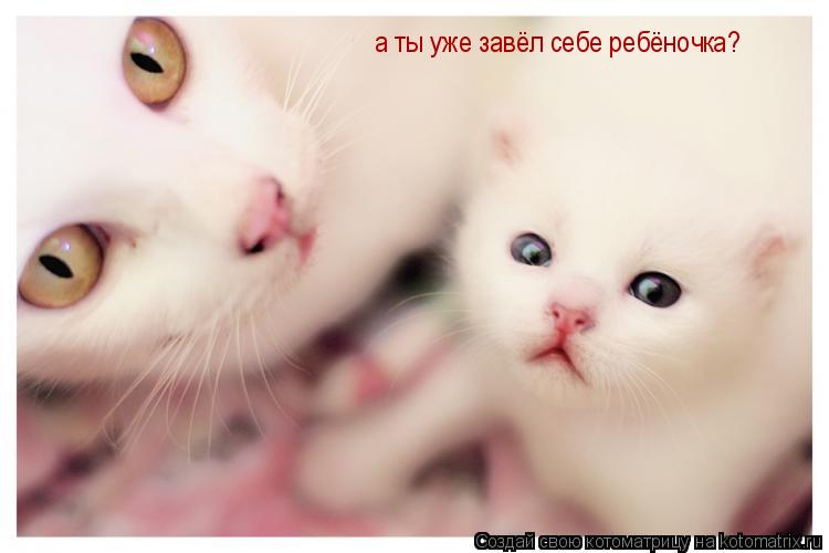Котоматрица: а ты уже завёл себе ребёночка?
