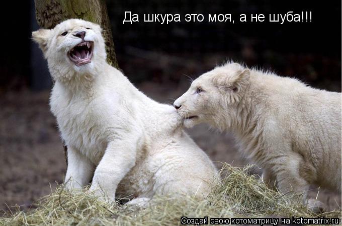 Котоматрица: Да шкура это моя, а не шуба!!!