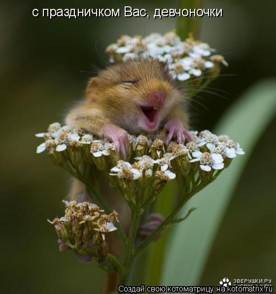 Котоматрица: с праздничком Вас, девчоночки
