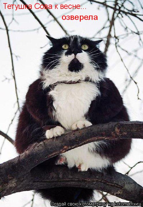 Котоматрица: Тетушка Сова к весне... озверела