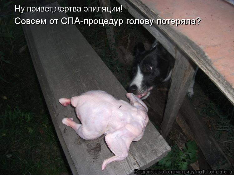 Котоматрица: Ну привет,жертва эпиляции! Совсем от СПА-процедур голову потеряла?
