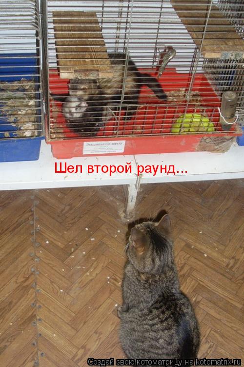 Котоматрица: Шел второй раунд...
