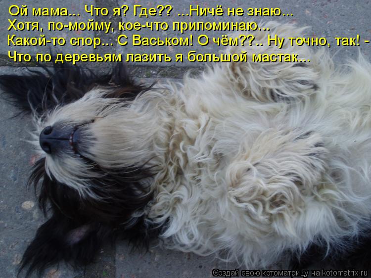Ой мама... Что я? Где?? ...Ничё не знаю... Хотя, по-мойму, кое-что припоминаю... Какой-то спор... С В... Котоматрица: Ой мама... Что я? Где?? ...Ничё не знаю... Хотя, по-мойму, кое-что припоминаю... Какой-то спор... С Васьком! О чём??.. Ну точно, так! - Что по деревья
