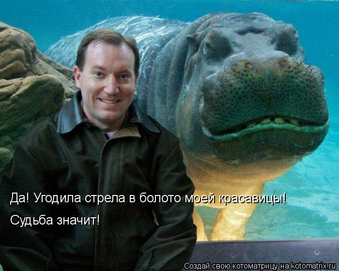 Котоматрица: Да! Угодила стрела в болото моей красавицы! Судьба значит!