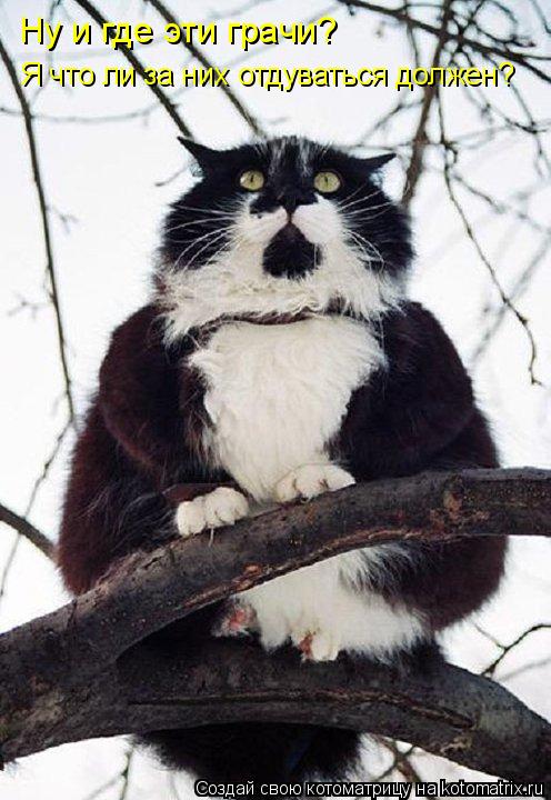 Ну и где эти грачи? Я что ли за них отдуваться должен?... Котоматрица: Ну и где эти грачи? Я что ли за них отдуваться должен?