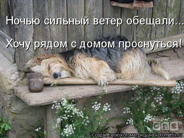 Котоматрица: Ночью сильный ветер обещали... Хочу рядом с домом проснуться!