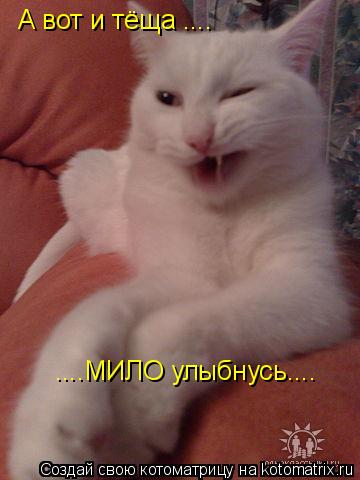 А вот и тёща .... ....МИЛО улыбнусь....... Котоматрица: А вот и тёща .... ....МИЛО улыбнусь....