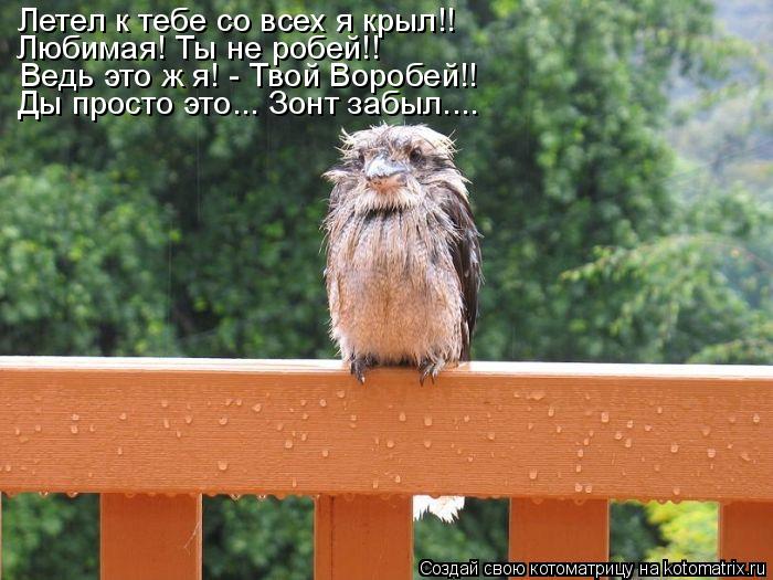 Летел к тебе со всех я крыл!! Любимая! Ты не робей!! Ведь это ж я! - Твой Воробей!! Ды просто это... ... Котоматрица: Летел к тебе со всех я крыл!! Любимая! Ты не робей!! Ведь это ж я! - Твой Воробей!! Ды просто это... Зонт забыл....
