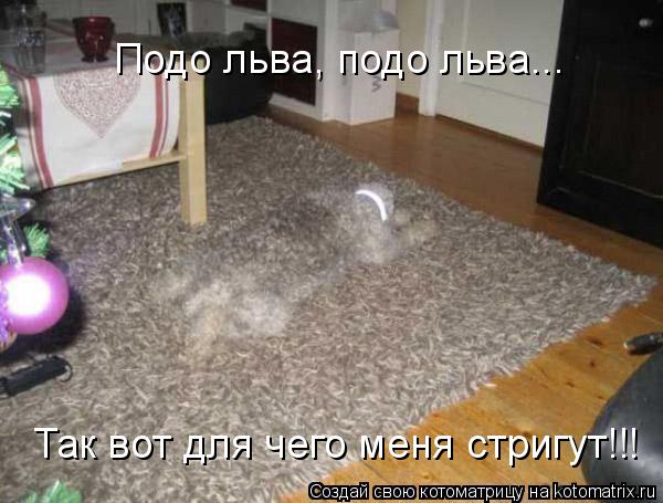 Так вот для чего меня стригут!!! Подо льва, подо льва...... Котоматрица: Так вот для чего меня стригут!!! Подо льва, подо льва...