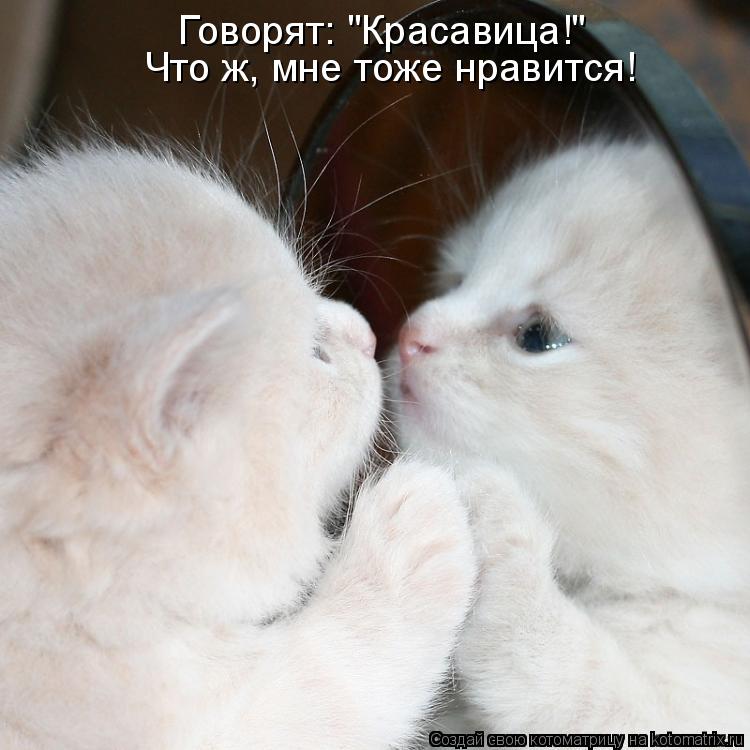 Говорят: "Красавица!" Что ж, мне тоже нравится!... Котоматрица: Говорят: "Красавица!" Что ж, мне тоже нравится!