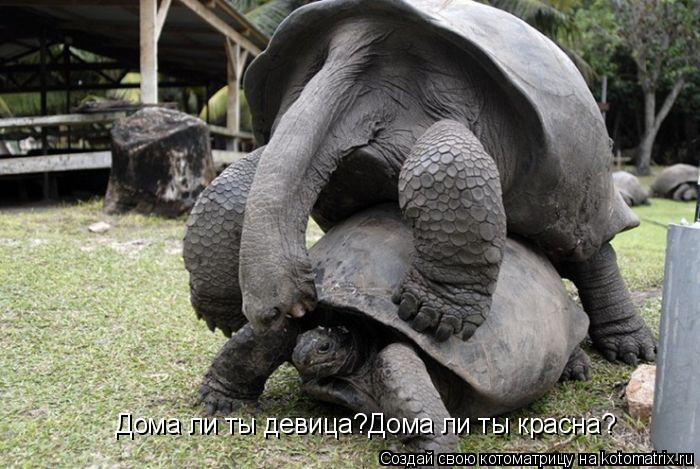 Ü Дома ли ты девица?Дома ли ты красна?... Котоматрица: Ü Дома ли ты девица?Дома ли ты красна?