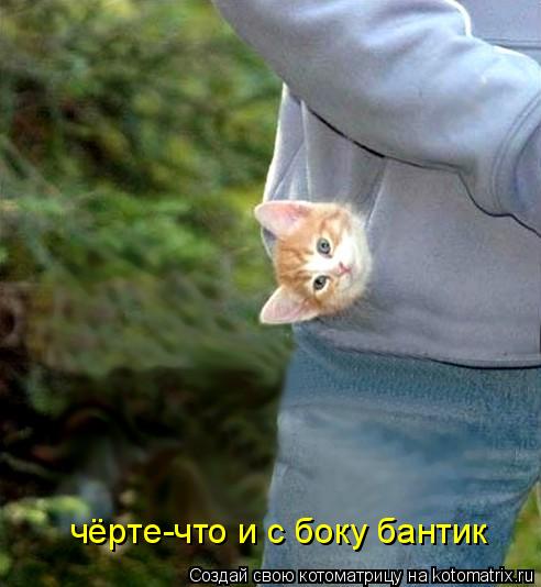 чёрте-что и с боку бантик... Котоматрица: чёрте-что и с боку бантик