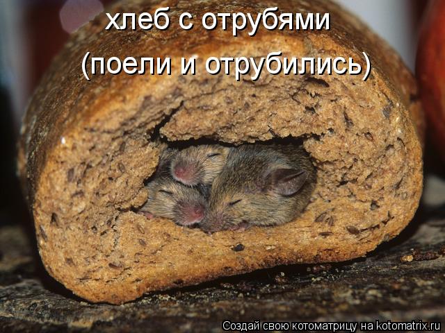 хлеб с отрубями (поели и отрубились)... Котоматрица: хлеб с отрубями (поели и отрубились)