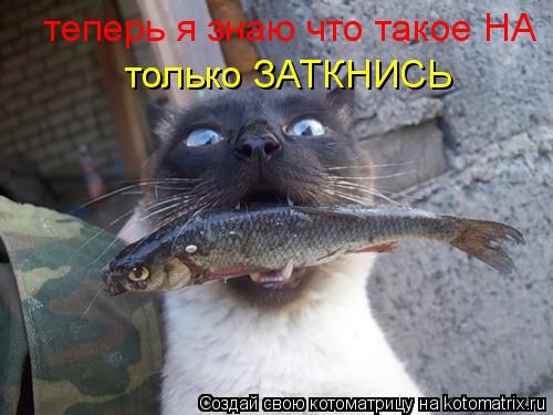 теперь я знаю что такое НА только ЗАТКНИСЬ... Котоматрица: теперь я знаю что такое НА только ЗАТКНИСЬ