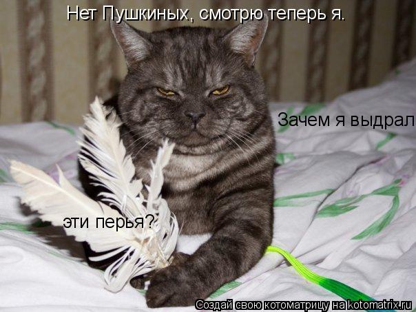 Нет Пушкиных, смотрю теперь я. Зачем я выдрал эти перья?... Котоматрица: Нет Пушкиных, смотрю теперь я. Зачем я выдрал эти перья?