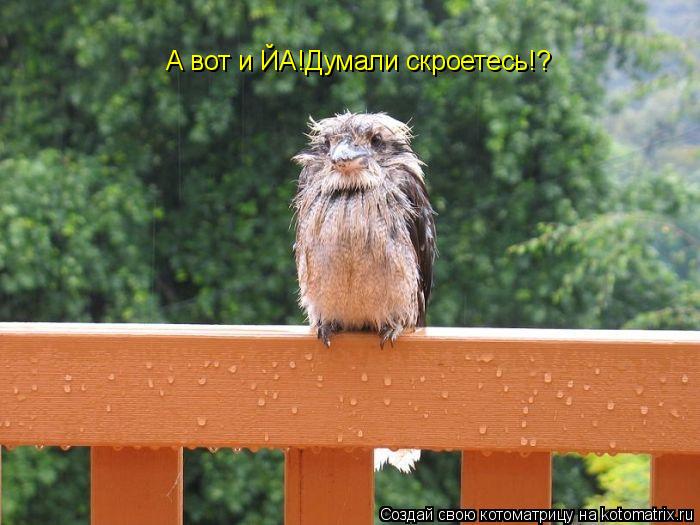 А вот и ЙА!Думали скроетесь!?... Котоматрица: А вот и ЙА!Думали скроетесь!?