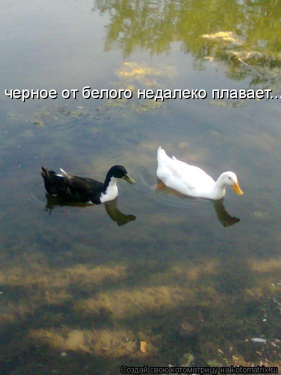 черное от белого недалеко плавает...... Котоматрица: черное от белого недалеко плавает...