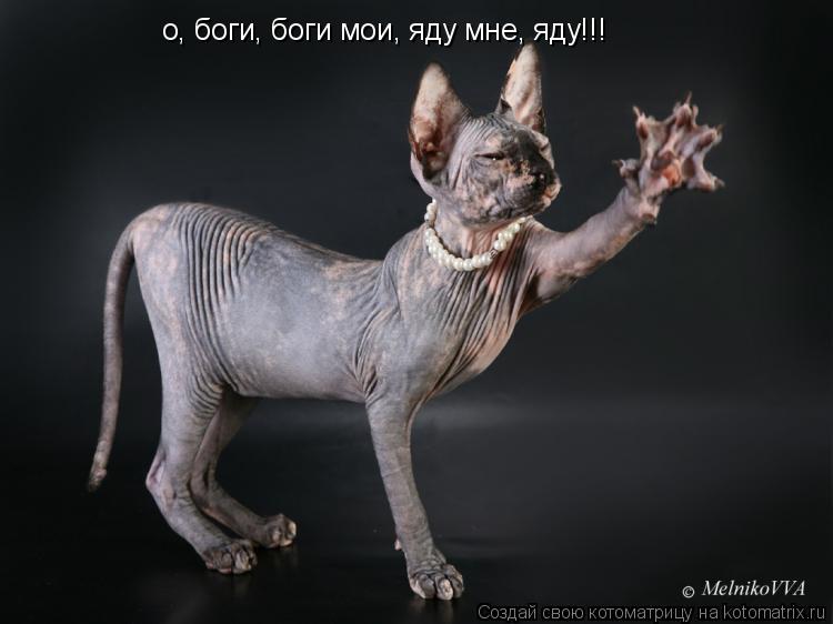 о, боги, боги мои, яду мне, яду!!!... Котоматрица: о, боги, боги мои, яду мне, яду!!!