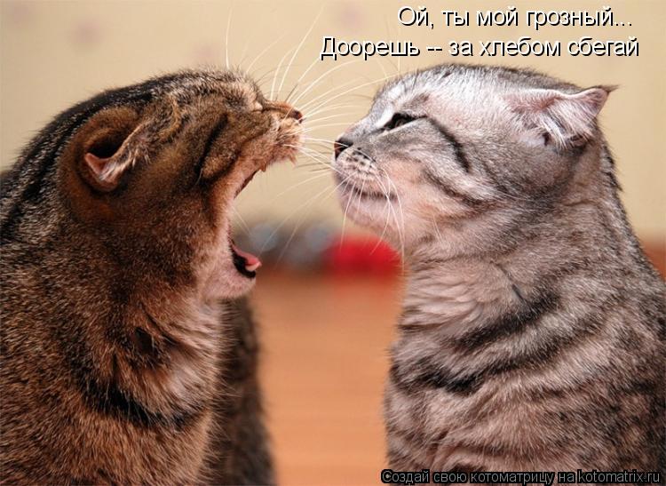 Ой, ты мой грозный... Доорешь -- за хлебом сбегай... Котоматрица: Ой, ты мой грозный... Доорешь -- за хлебом сбегай