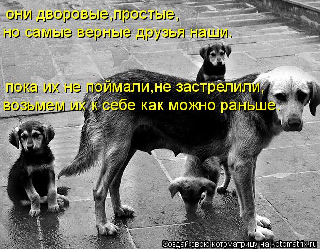 они дворовые,простые, но самые верные друзья наши. пока их не поймали,не застрелили, возьмем их к себ... Котоматрица: они дворовые,простые, но самые верные друзья наши. пока их не поймали,не застрелили, возьмем их к себе как можно раньше.