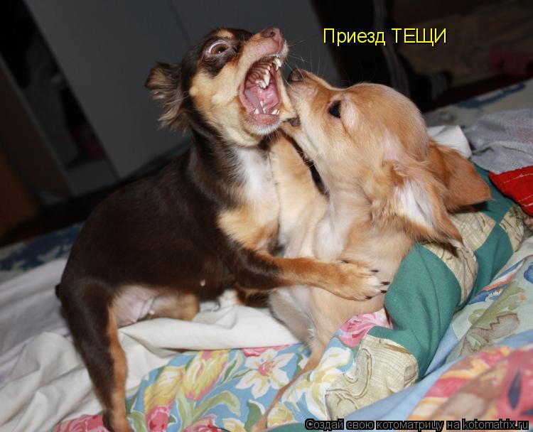 Приезд ТЕЩИ... Котоматрица: Приезд ТЕЩИ