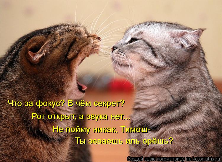 Что за фокус? В чём секрет? Рот открыт, а звука нет... Не пойму никак, Тимош- Ты зеваешь иль орёшь?... Котоматрица: Что за фокус? В чём секрет? Рот открыт, а звука нет... Не пойму никак, Тимош- Ты зеваешь иль орёшь?