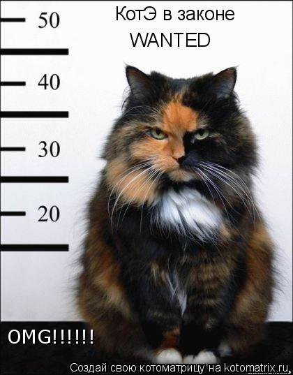 КотЭ в законе КотЭ в законе WANTED OMG!!!!!!... Котоматрица: КотЭ в законе КотЭ в законе WANTED OMG!!!!!!
