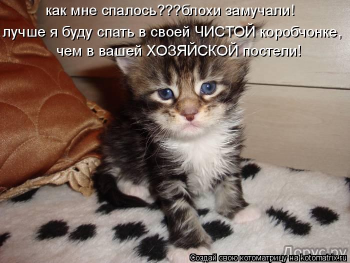 как мне спалось???блохи замучали! лучше я буду спать в своей ЧИСТОЙ коробчонке, чем в вашей ХОЗЯЙСКОЙ... Котоматрица: как мне спалось???блохи замучали! лучше я буду спать в своей ЧИСТОЙ коробчонке, чем в вашей ХОЗЯЙСКОЙ постели!