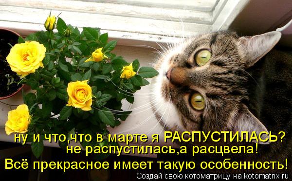 ну и что,что в марте я РАСПУСТИЛАСЬ? не распустилась,а расцвела! Всё прекрасное имеет такую особеннос... Котоматрица: ну и что,что в марте я РАСПУСТИЛАСЬ? не распустилась,а расцвела! Всё прекрасное имеет такую особенность!