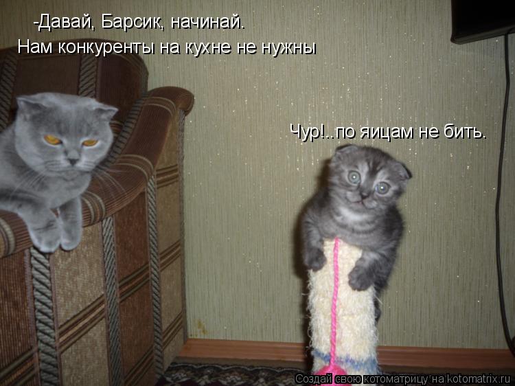 -Давай, Барсик, начинай. Нам конкуренты на кухне не нужны Чур!..по яицам не бить.... Котоматрица: -Давай, Барсик, начинай. Нам конкуренты на кухне не нужны Чур!..по яицам не бить.