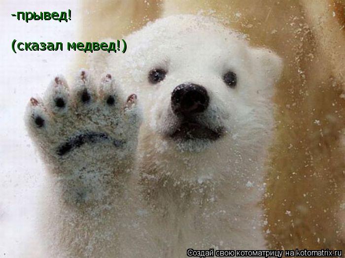 -прывед! (сказал медвед!)... Котоматрица: -прывед! (сказал медвед!)