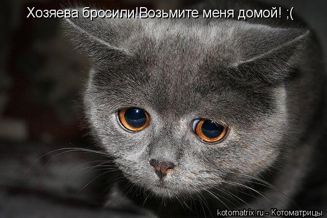 Хозяева бросили!Возьмите меня домой! ;(... Котоматрица: Хозяева бросили!Возьмите меня домой! ;(