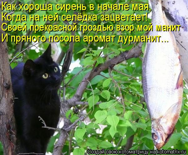 Как хороша сирень в начале мая, Когда на ней селёдка зацветает! Своей прекрасной гроздью взор мой ман... Котоматрица: Как хороша сирень в начале мая, Когда на ней селёдка зацветает! Своей прекрасной гроздью взор мой манит И пряного посола аромат дурманит...