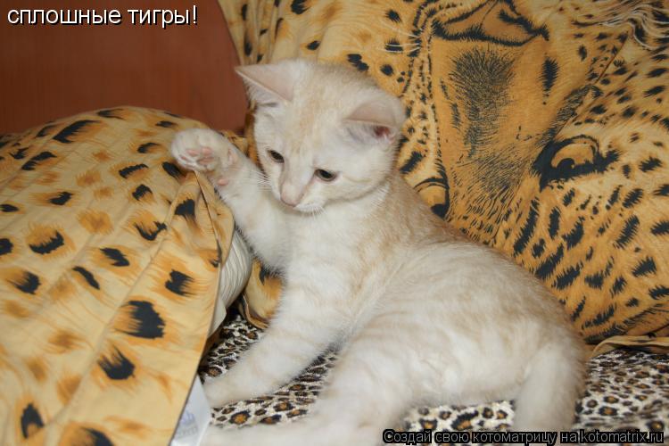 сплошные тигры!... Котоматрица: сплошные тигры!