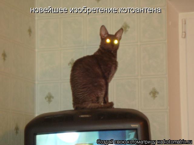 новейшее изобретение:котоантена... Котоматрица: новейшее изобретение:котоантена