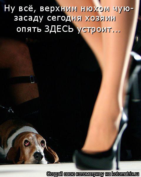 Ну всё, верхним нюхом чую- засаду сегодня хозяин опять ЗДЕСЬ устроит...... Котоматрица: Ну всё, верхним нюхом чую- засаду сегодня хозяин опять ЗДЕСЬ устроит...