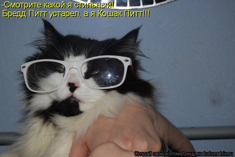 -Смотрите какой я стильный! Бредд Питт устарел, а я Кошак Питт!!!... Котоматрица: -Смотрите какой я стильный! Бредд Питт устарел, а я Кошак Питт!!!