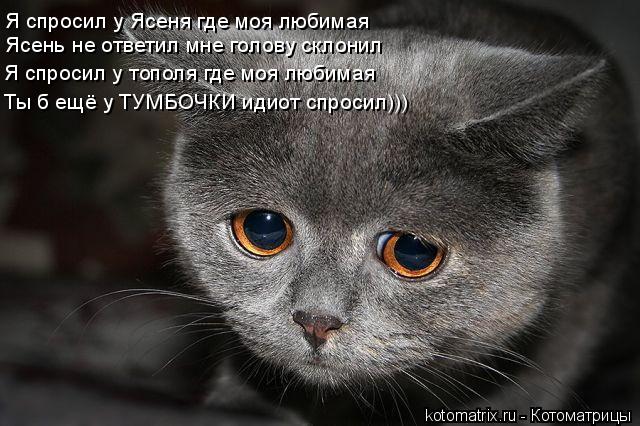 Я спросил у Ясеня где моя любимая Ясень не ответил мне голову склонил Я спросил у тополя где моя люб... Котоматрица: Я спросил у Ясеня где моя любимая Ясень не ответил мне голову склонил Я спросил у тополя где моя любимая Ты б ещё у ТУМБОЧКИ идиот спросил)))