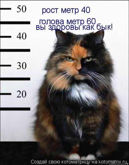 рост метр 40 голова метр 60 вы здоровы как бык!... Котоматрица: рост метр 40 голова метр 60 вы здоровы как бык!