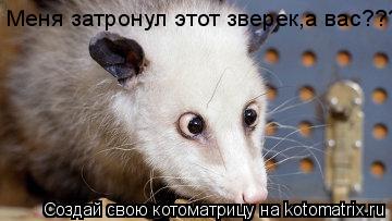 Меня затронул этот зверек,а вас???... Котоматрица: Меня затронул этот зверек,а вас???
