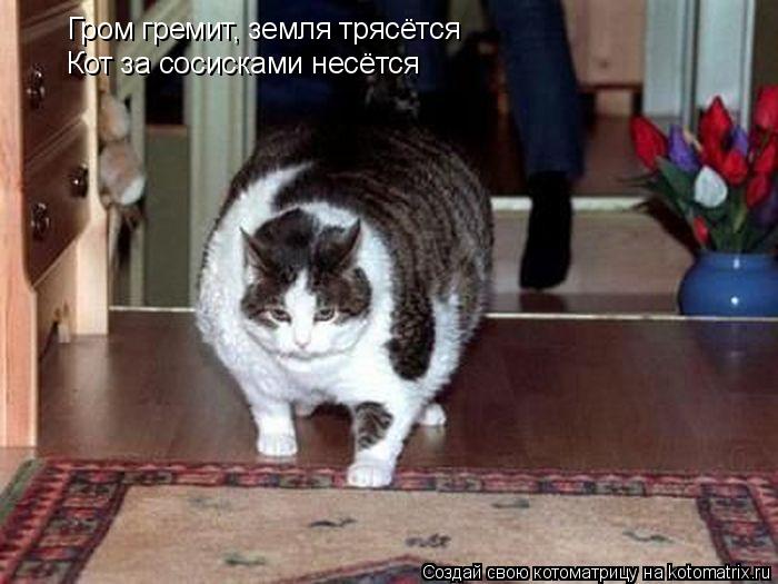 Гром гремит, земля трясётся Кот за сосисками несётся... Котоматрица: Гром гремит, земля трясётся Кот за сосисками несётся