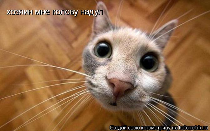 хозяин мне колову надул хозяин мне колову надул... Котоматрица: хозяин мне колову надул хозяин мне колову надул