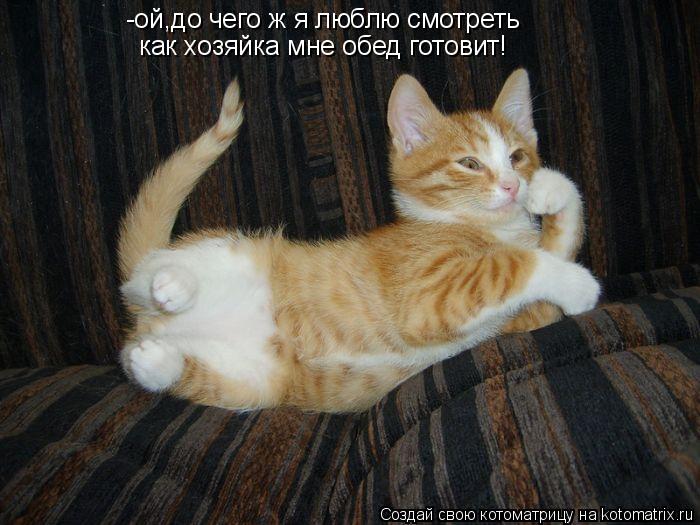 -ой,до чего ж я люблю смотреть как хозяйка мне обед готовит!... Котоматрица: -ой,до чего ж я люблю смотреть как хозяйка мне обед готовит!
