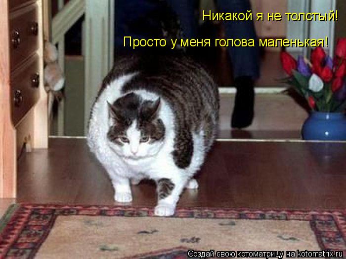 Никакой я не толстый! Просто у меня голова маленькая!... Котоматрица: Никакой я не толстый! Просто у меня голова маленькая!