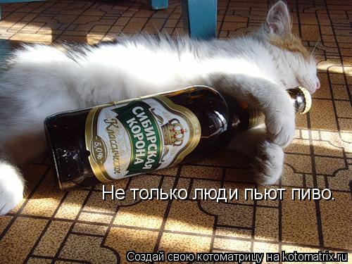 Не только люди пьют пиво.... Котоматрица: Не только люди пьют пиво.