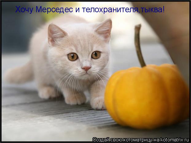 Хочу Мерседес и телохранителя,тыква!... Котоматрица: Хочу Мерседес и телохранителя,тыква!
